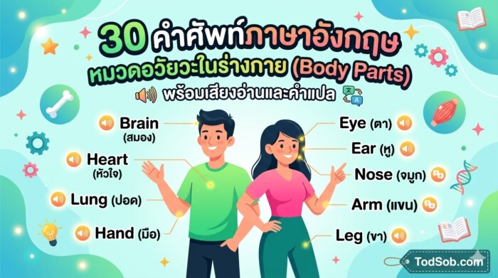 30 คำศัพท์ภาษาอังกฤษ หมวดอวัยวะในร่างกาย (Body Parts) พร้อมเสียงอ่านและคำแปล
