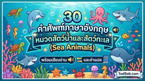 30 คำศัพท์ภาษาอังกฤษ หมวดสัตว์น้ำและสัตว์ทะเล (Sea Animals) พร้อมเสียงอ่านและคำแปล